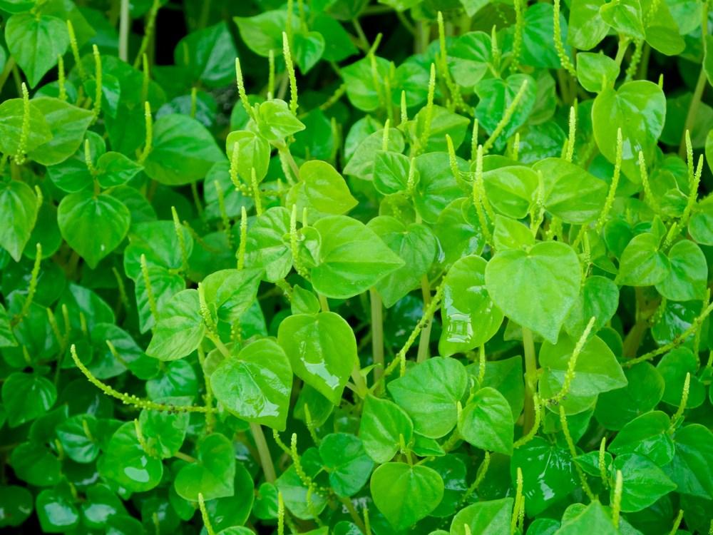 Rau càng cua có tác dụng gì