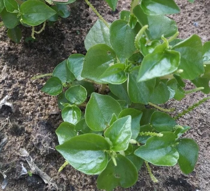 Rau càng cua có tác dụng gì