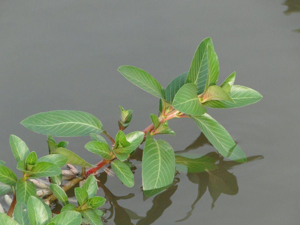 Rau dừa nước có tác dụng gì