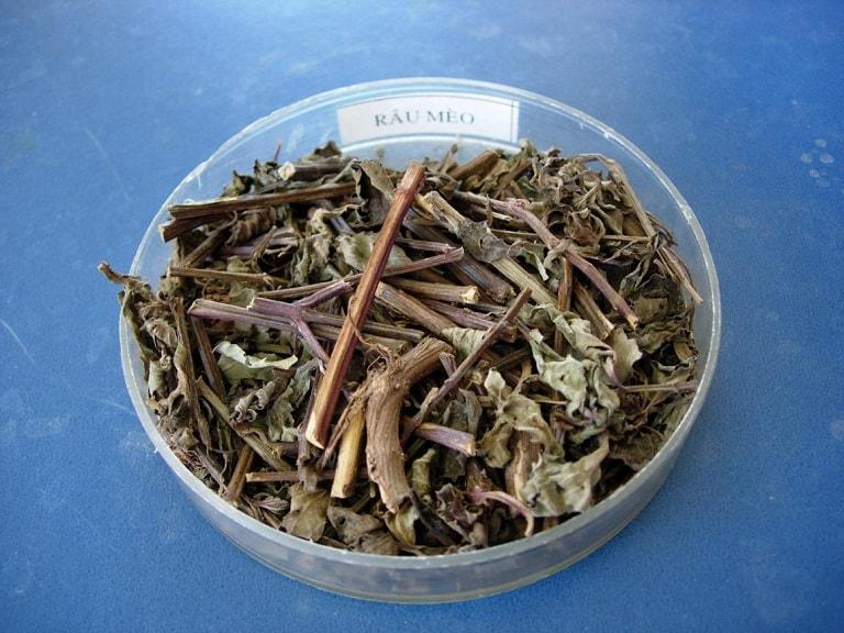 Cây râu mèo phơi khô - tác dụng của cây râu mèo