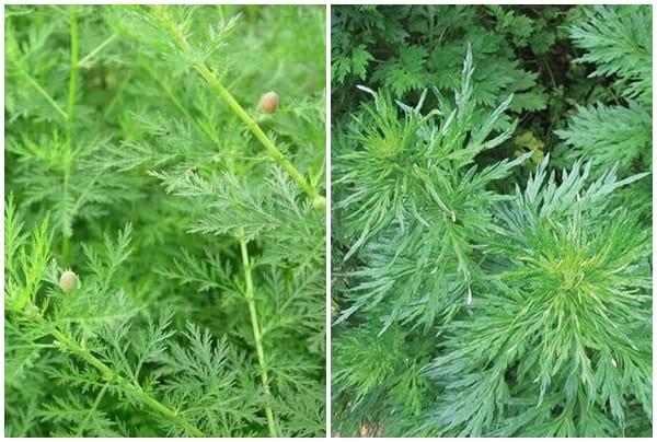 Thanh cao hoa vàng (thanh hao hoa vàng)