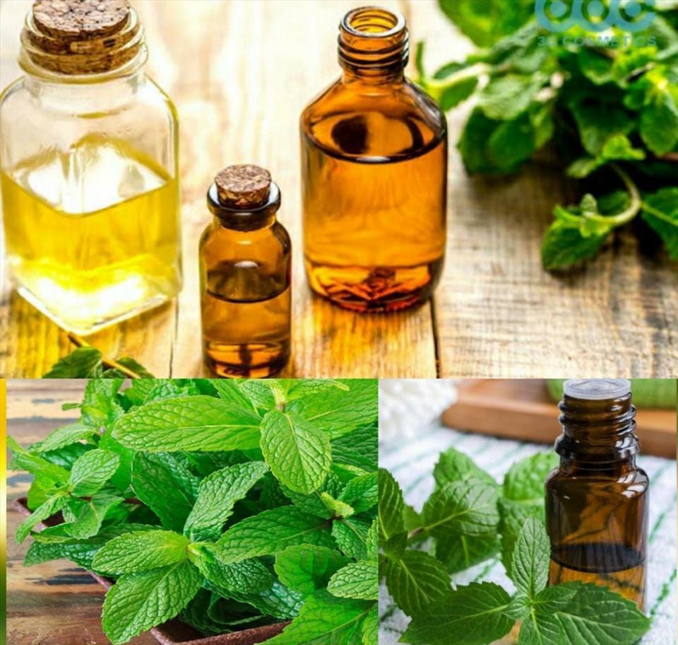 Tinh dầu bạc hà có tác dụng gì