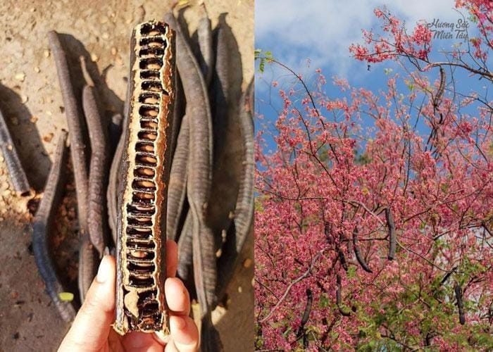 Quả và hoa ô môi