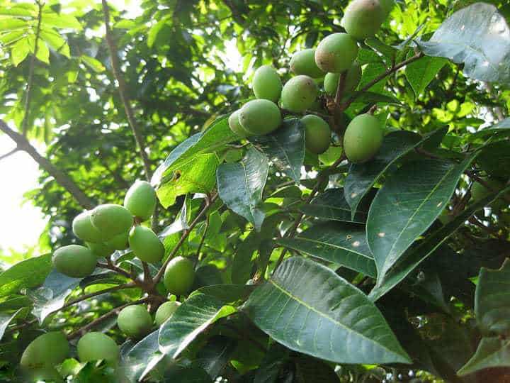 Lá và quả trám trắng (cà na miền Bắc)