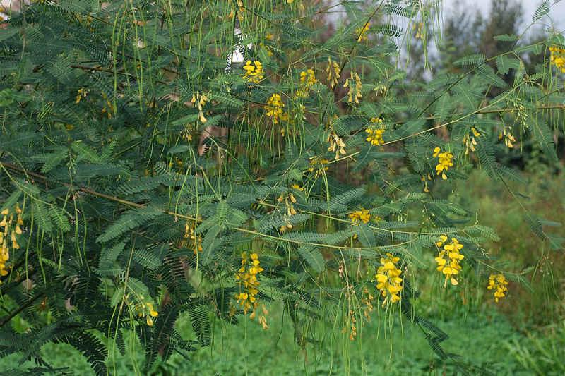 Vạt bông điên điển