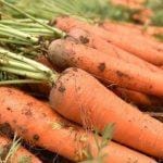 Củ cà rốt trồng tự nhiên