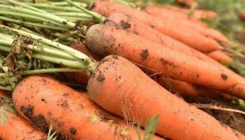 Tác dụng phụ đáng sợ của các loại thuốc tẩy giun sán – Cách tẩy giun an toàn