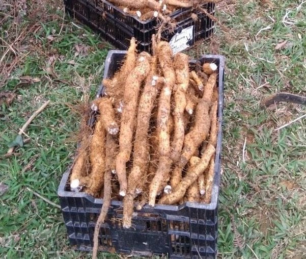 Củ mài (hoài sơn) tươi