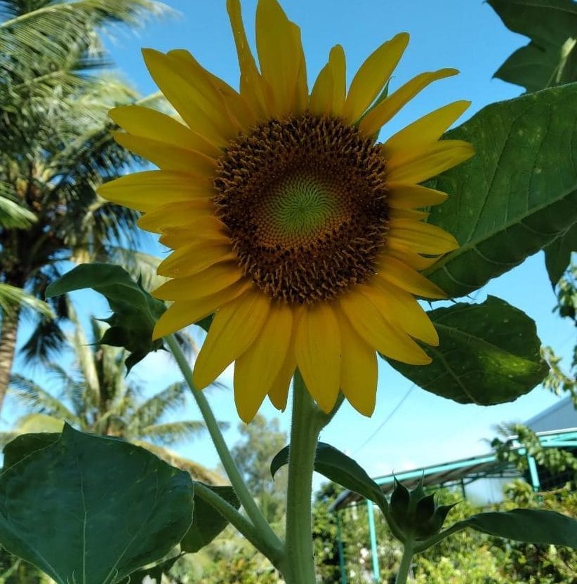 Cây hướng dương