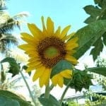 Hoa hướng dương