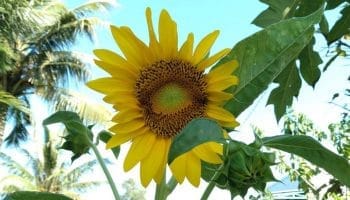 Tác dụng của hạt hướng dương và hoa hướng dương