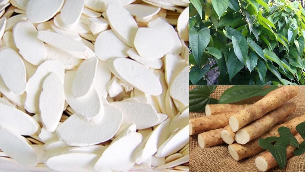 Hoài sơn (củ mài) có tác dụng gì