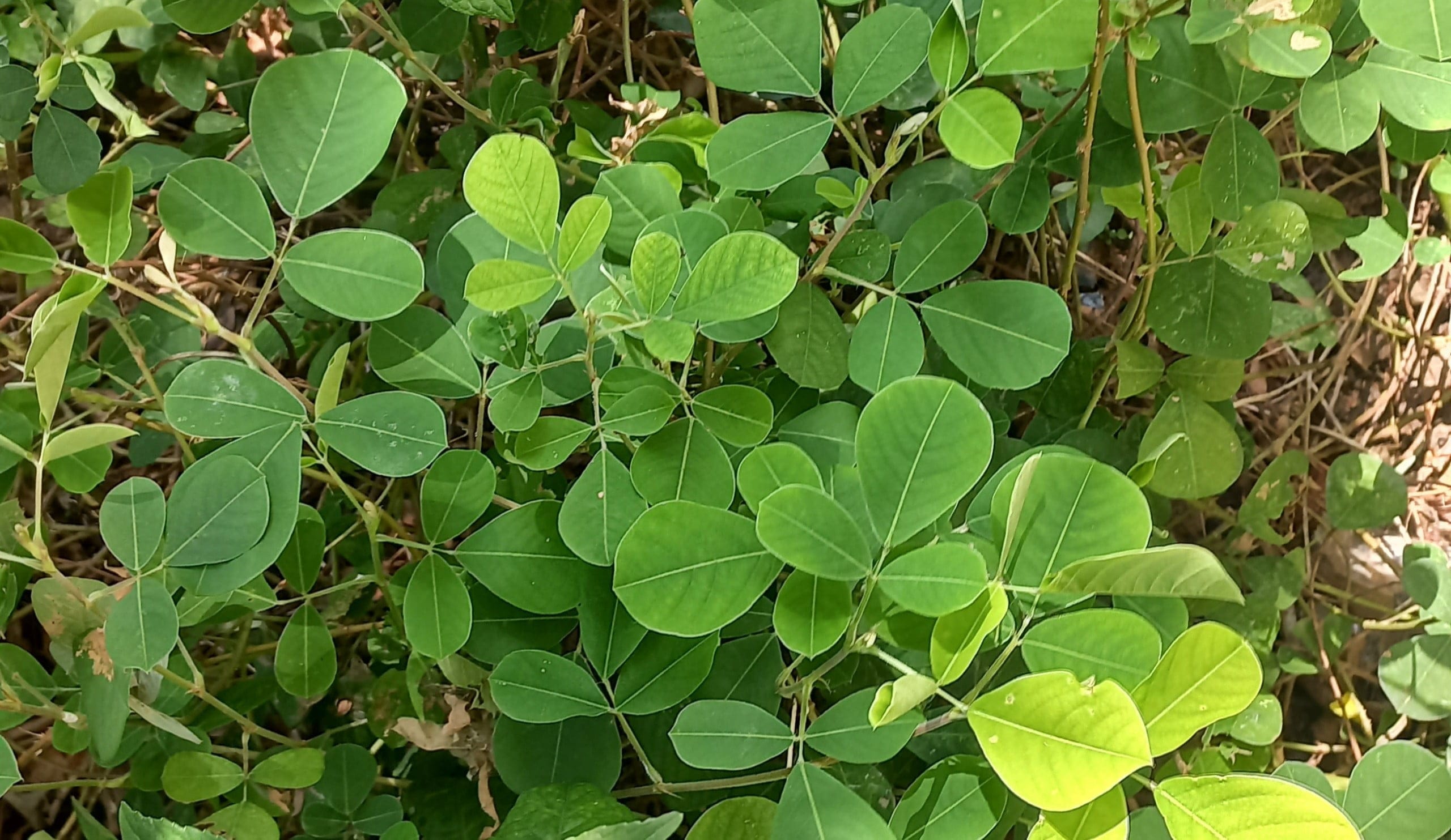 Kim tiền thảo trị cao huyết áp