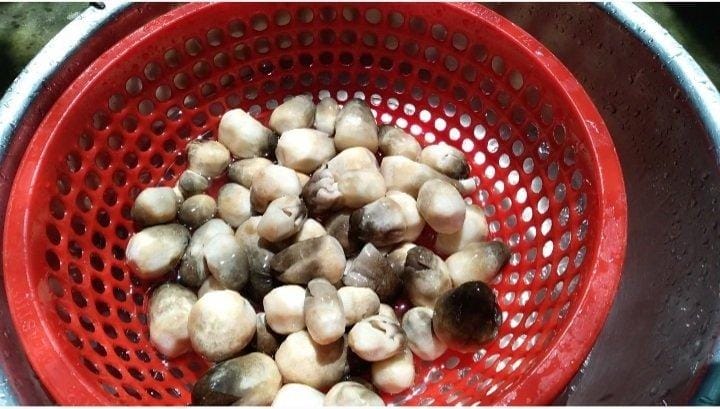 Rửa sạch nấm rơm 