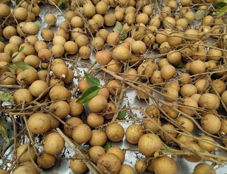 Có bầu không nên ăn gì? Trái nhãn