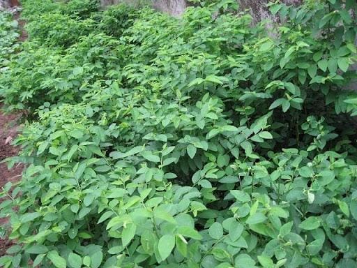 Rau bồ ngót có công dụng gì