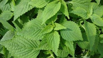 Rau kinh giới có tác dụng gì, chữa bệnh gì?