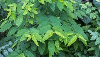 Tác dụng của rau ngót và tác hại của rau ngót