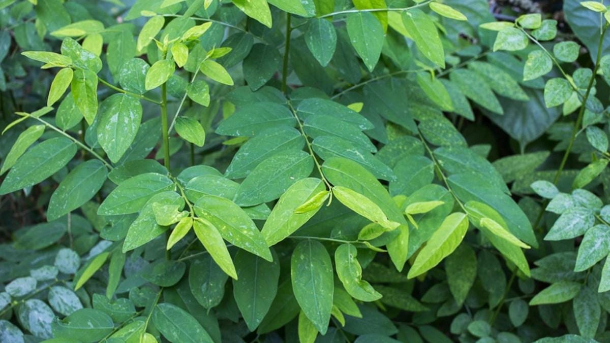 Rau ngót có tác dụng gì