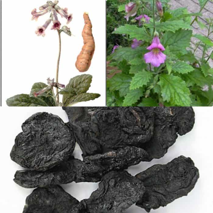 Vị thuốc Bắc thục địa có tác dụng gì