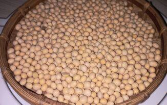 Hạt đậu nành