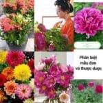 Hoa mẫu đơn và hoa thược dược