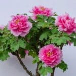 Mẫu đơn thân gỗ