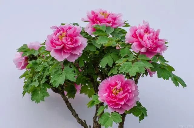 Mẫu đơn thân gỗ