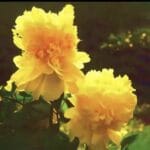 Mẫu đơn Trung Quốc