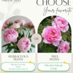 Mẫu đơn thân thảo và mẫu đơn thân gỗ