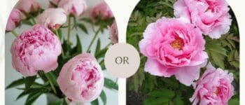 Phân biệt hoa mẫu đơn thân gỗ và thân thảo peony, mua cây giống ở đâu?