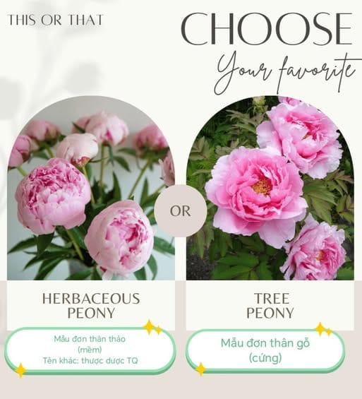 Mẫu đơn thân thảo và mẫu đơn thân gỗ