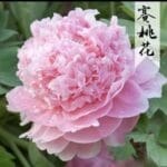 Mẫu đơn thân thảo