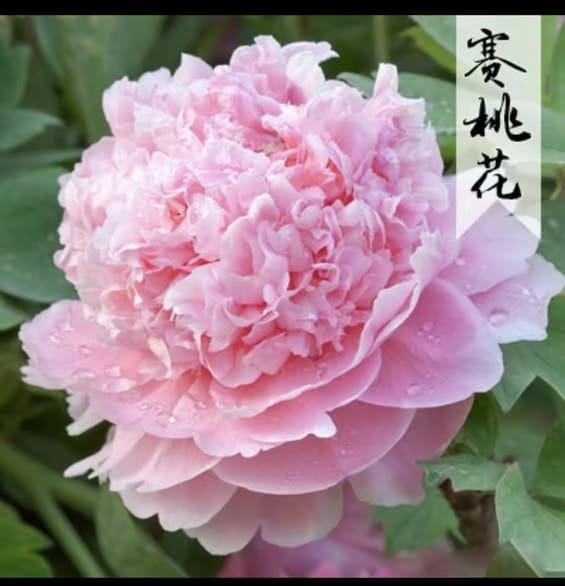 Mẫu đơn thân thảo