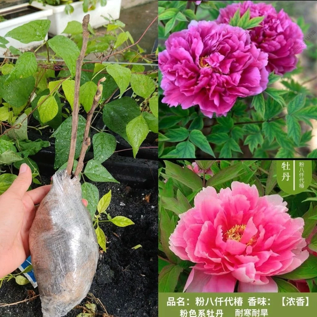 Cây hoa mẫu đơn Trung Quốc