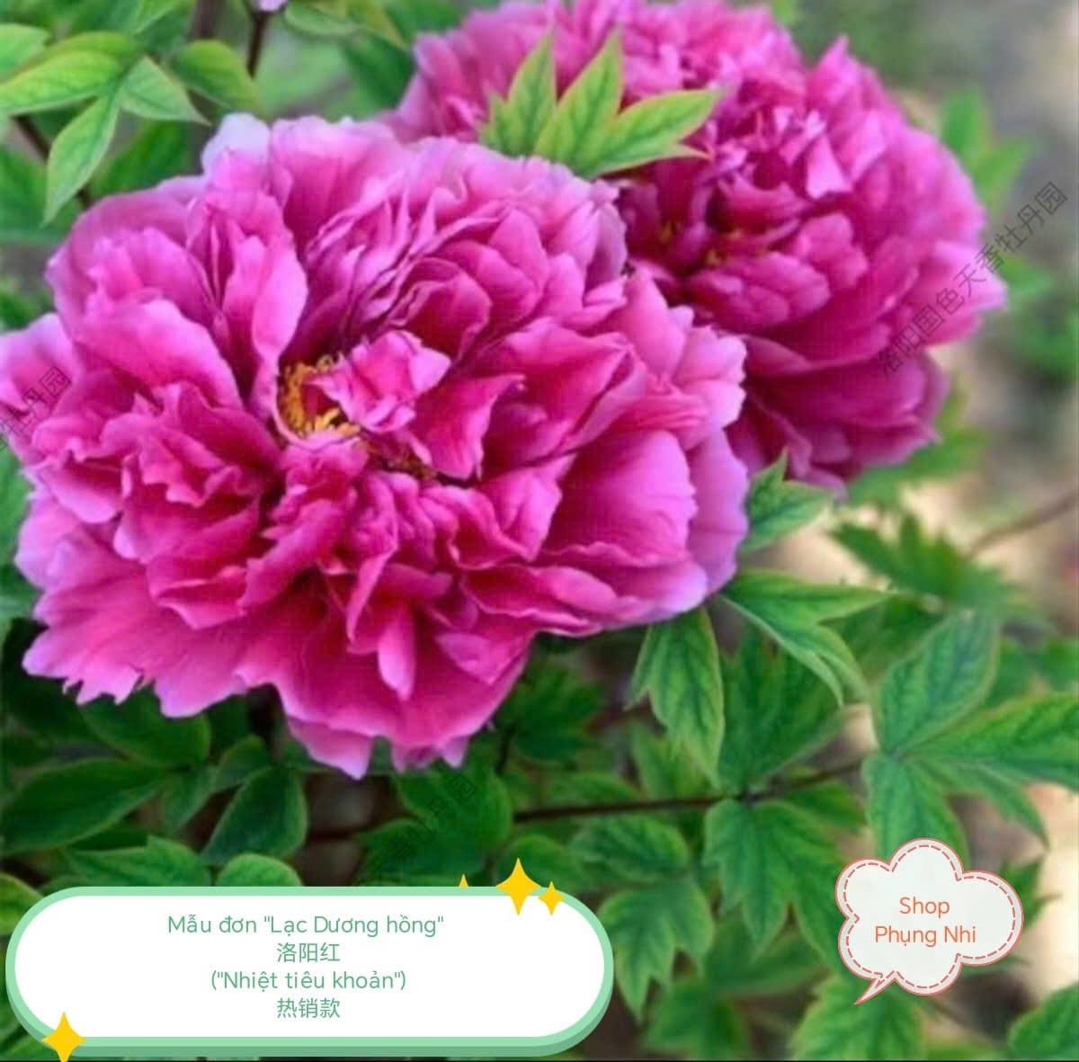 Mẫu đơn thược dược