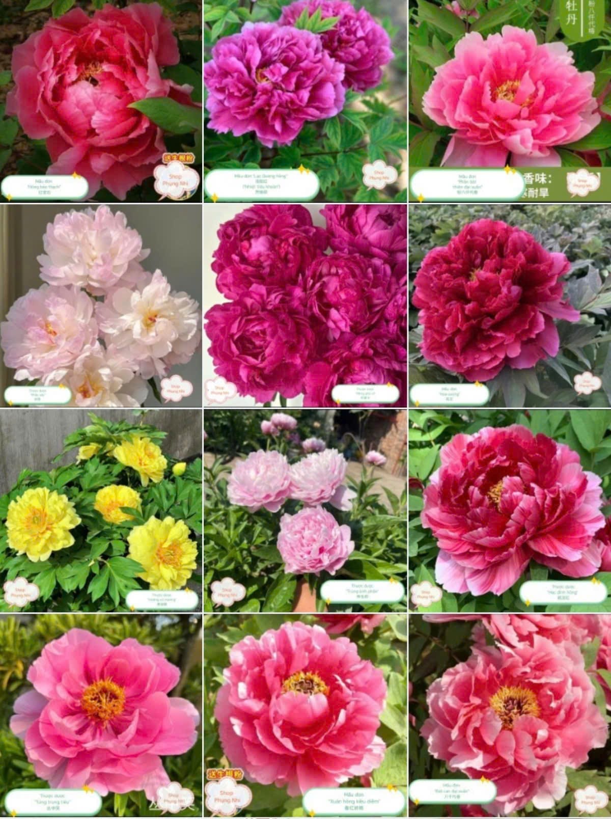 Cây giống mẫu đơn Trung Quốc mua cây thược dược