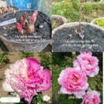 Cách trồng và nhân giống cây mẫu đơn Trung Quốc