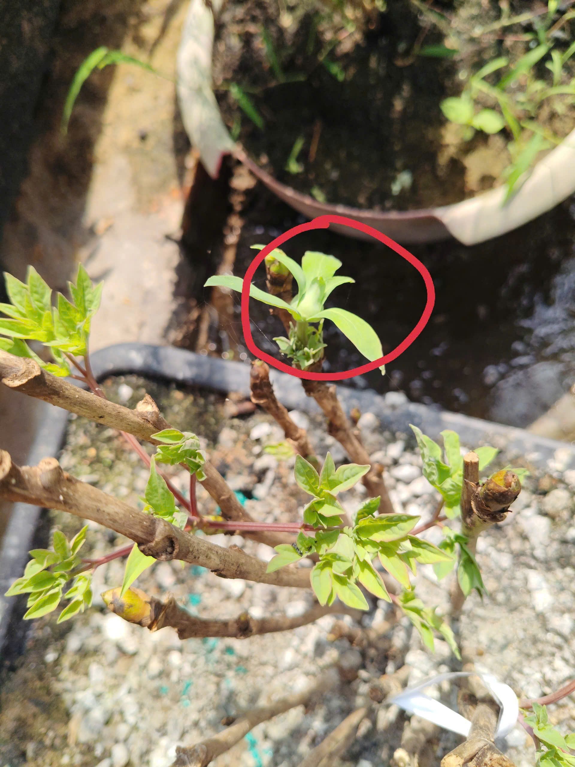 Cây mẫu đơn trồng ở Việt Nam