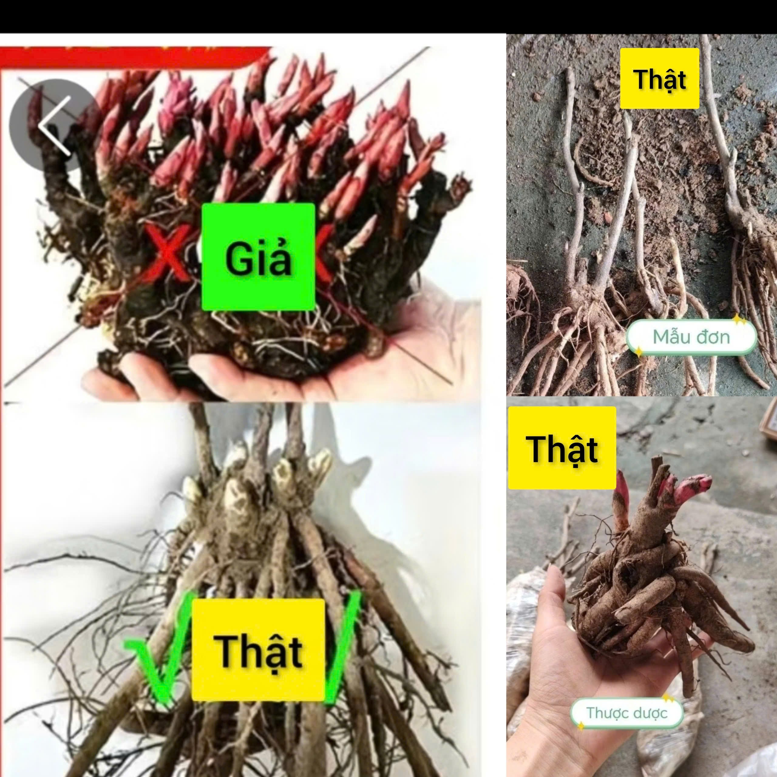 Cây mẫu đơn thật và giả