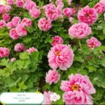 Shop Phụng Nhi - Hoa viên mẫu đơn