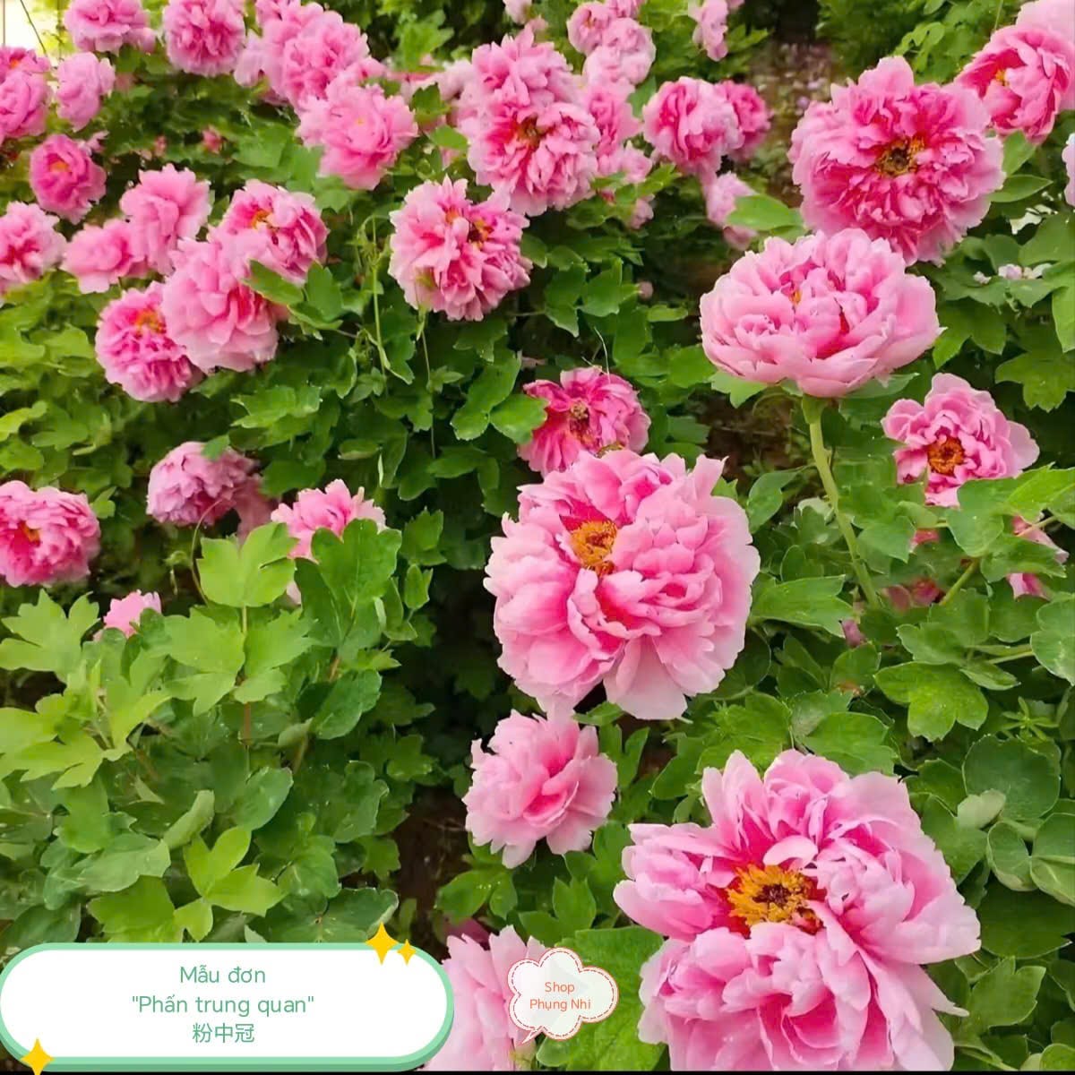 Shop Phụng Nhi - Hoa viên mẫu đơn