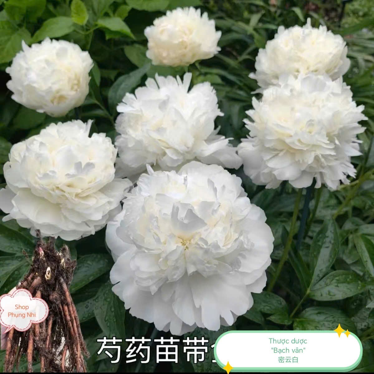 Mẫu đơn thân thảo (thược dược cánh kép Trung Quốc)