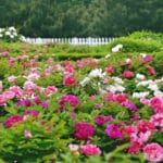 Hoa mẫu đơn trung quốc