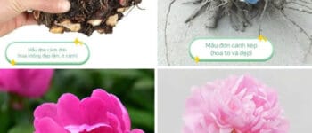 Bạn đã mua nhầm củ mẫu đơn nào? Cây giống mẫu đơn Trung Quốc