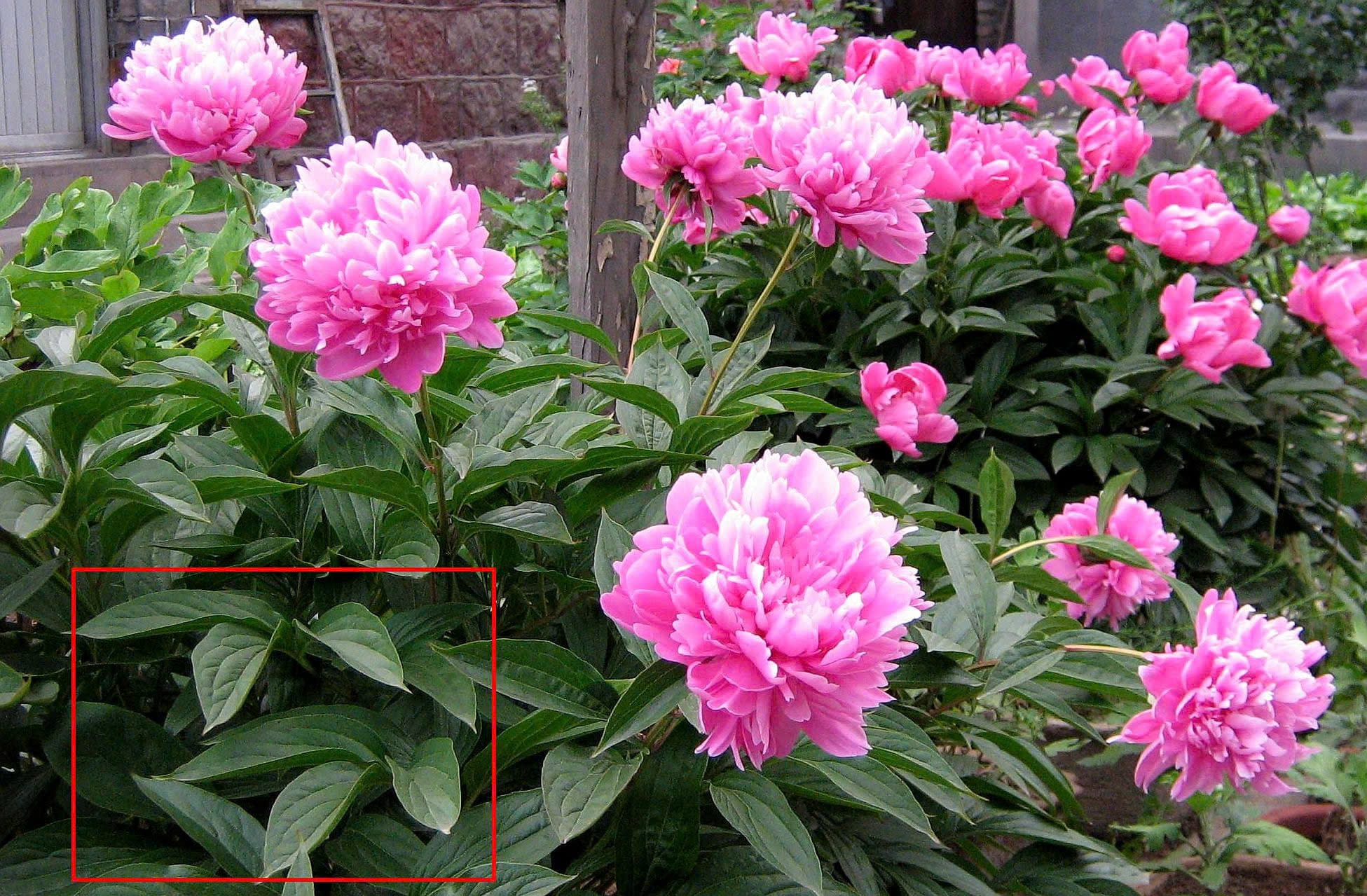 Mẫu đơn thân thảo (thược dược trung quốc)