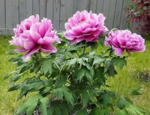 Cây mẫu đơn trung quốc