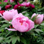 Hoa mẫu đơn Trung Quốc