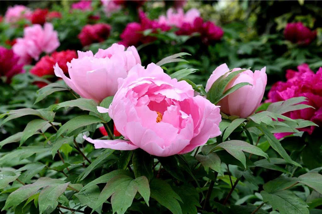 Hoa mẫu đơn Trung Quốc