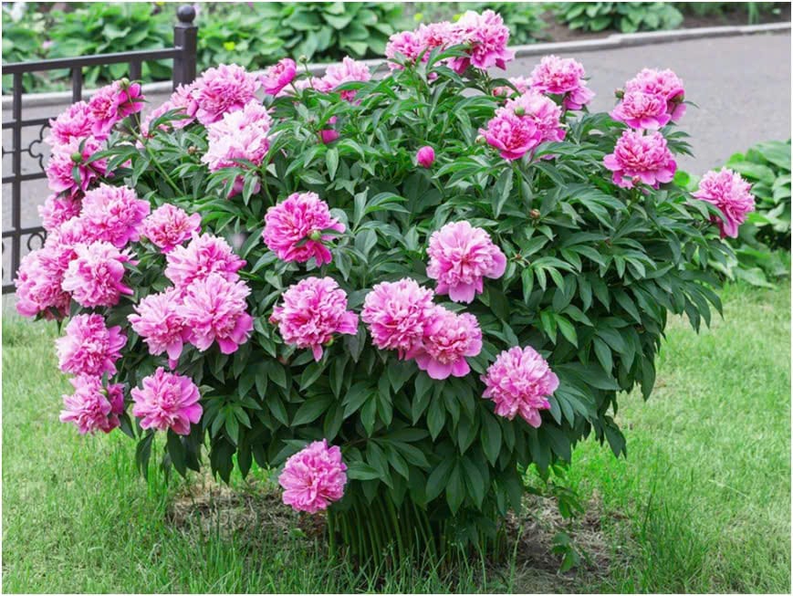 Cây mẫu đơn Trung Quốc